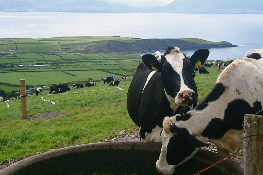 ireland cows